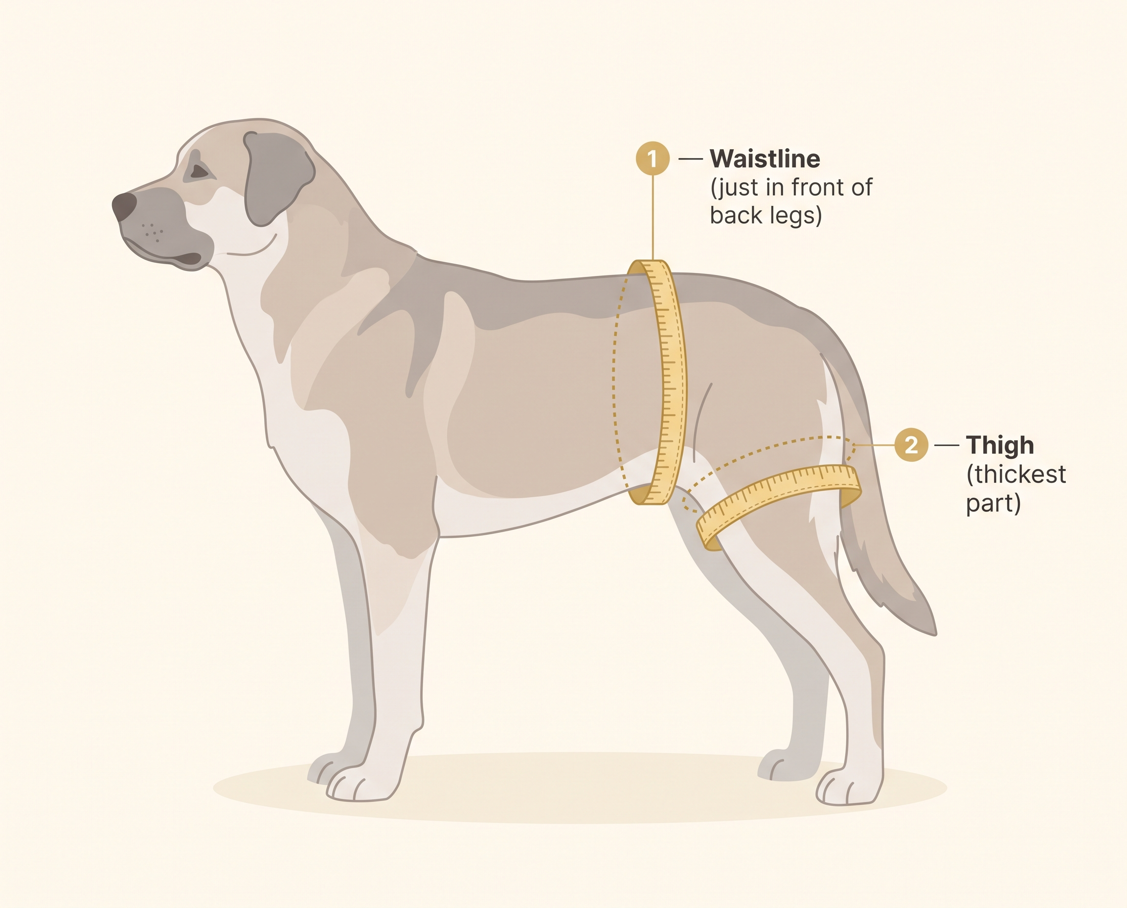 LiftMyDog measuring diagram and size chart